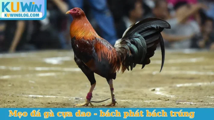 Mẹo đá gà cựa dao